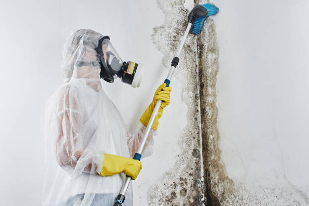 Mold Removal and Inspection in Roseau, MN